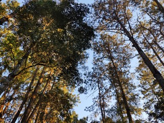 Sunlight passing through branches on the pine forest path in northern Thailand