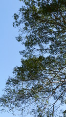 branch of tree leaves tree against blue sky, leave background with blue sky