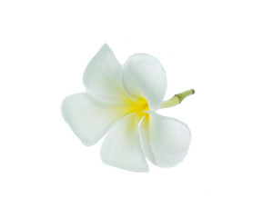 Obraz na płótnie Canvas frangipani flower isolated on white on white background