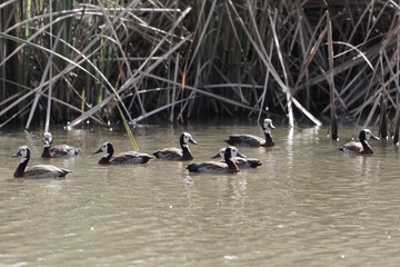 Group of white-faced whistling ducks, Dendrocygna viduata