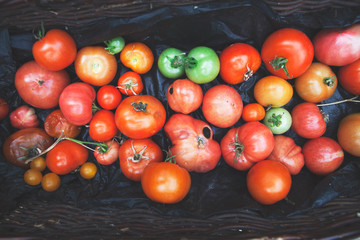 colorful organic tomatoes on the vine