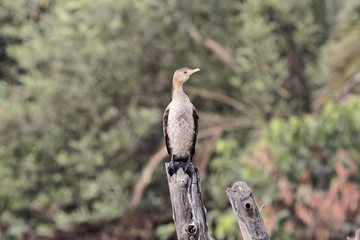 Juvenile reed cormorant, Microcarbo africanus, on a branch