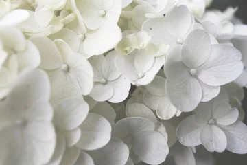 Schilderijen op glas Wedding flowers bouquet. close up of blooming white hydrangea flower © Marta
