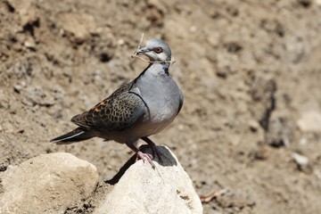 European turtle dove, Streptopelia turtur