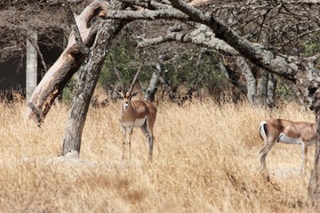Grants gazelle, Nanger granti, at the Abijatta-Shalla Lake National Park