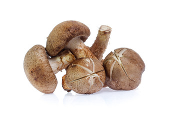 Shiitake mushroom on the White background