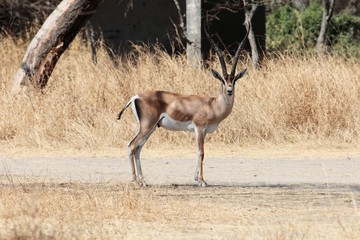 Grants gazelle, Nanger granti, at the Abijatta-Shalla Lake National Park