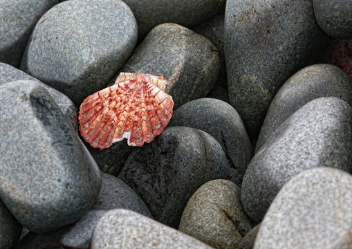 Gro&szlig;e, abgeschliffene, graue Steine liegen halb trocken am Strand mit einer Jakobsmuschel