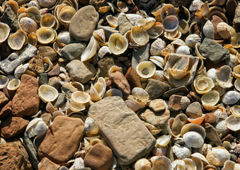 Muschel und Stein Mischung die zusammen an einem Strand in Schottland liegt, © macrossphoto