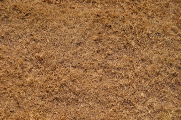 dry grass texture background
