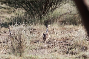 White bellied bustard or white bellied korhaan, Eupodotis senegalensis, in the Awash National Park