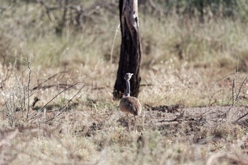 Obraz premium White bellied bustard or white bellied korhaan, Eupodotis senegalensis, in the Awash National Park