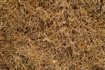 texture of dry brown grass
