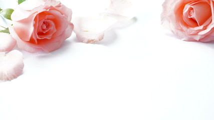 Pink roses and white backgrounds