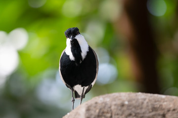 Obraz premium spur winged lapwing has spotted you from his rock
