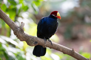 violet turaco is watching something of interest from his branch