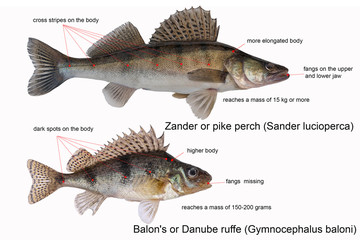 differences between ruffe and pike perch