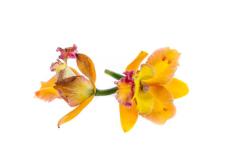 Naklejka na ściany i meble colorful cattleya Orchids