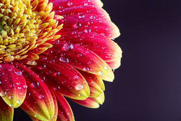 Closeup of aa Red and Yellow Gerbera Daisy
