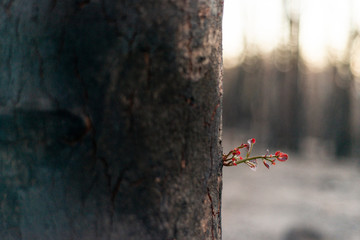 Fragile new leaves spring from the trunk of a fire blackened eucalyptus, a month after severe bushfires ravaged the forest