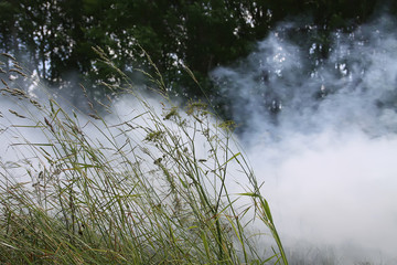 Smoke in the field from the burning grass in summer field