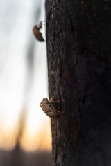Two cicada nymph exoskeletons, deserted by their owners, cling to a bushfire blackened eucalyptus tree