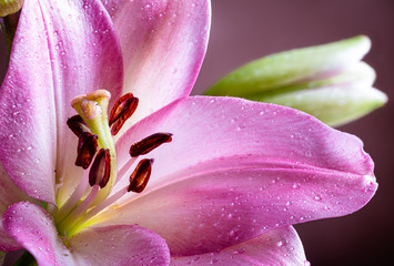 Closeup of a Purple Lily Flower