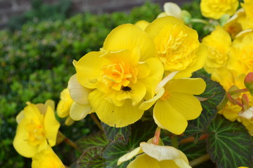 yellow flowers in the garden