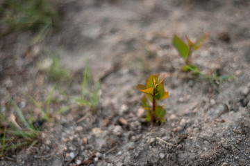 Eucalyptus seedlings push through fire ravaged soil, a month after severe bushfires tore through the area