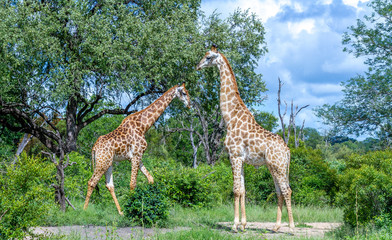 Two giraffes with their long necks isolated in the African bush image in horizontal format