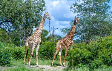 Two giraffes with their long necks isolated in the African bush image in horizontal format