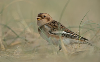 Snow Bunting