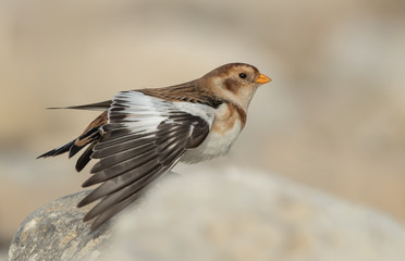 Snow Bunting