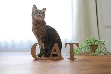 CATの木製ブロックとキジトラ猫