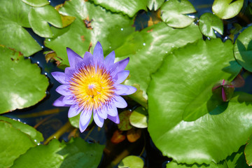 pink water lily in pond