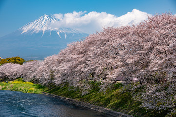 Mount Fuji and cherry blossoms