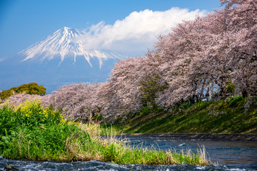 Mount Fuji and cherry blossoms