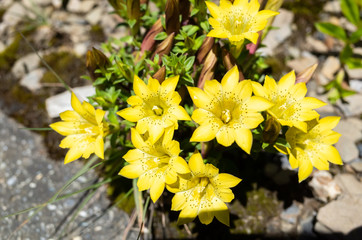 native species of yellow Gentiana flowers
