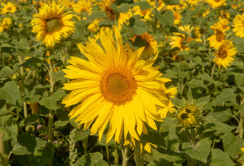 Obraz premium Close up of sunflowers in sunflower field 