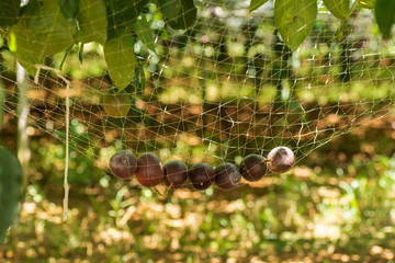 farm of passion fruit cultivation on plastic net