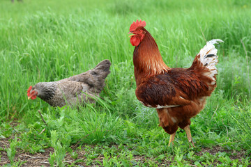 Rooster and hen on a summer day looking for food among the vegetation