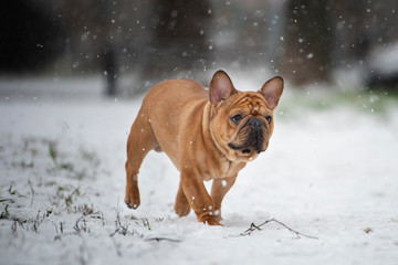 french bulldog plays with the first snow