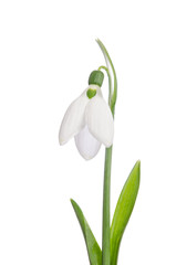 beauty snowdrop  isolated on white background