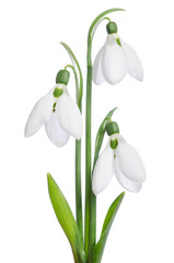 snowdrops isolated on white background
