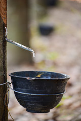 Tapped Rubber Tree with Plastic Bowl in rubber plantation with sunlight.