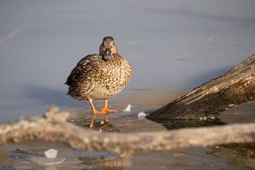 female duck is standing on the ice and watching you