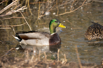 mallard duck male is swimming in the pond at winter