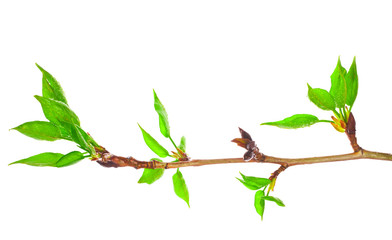 Young foliage on poplar twigs isolated on a white background.