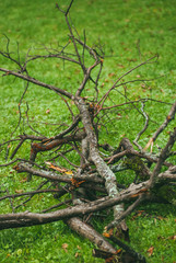 Fototapeta premium a pile of old and diseased tree branches is lying on the green lawn. The concept of garden care