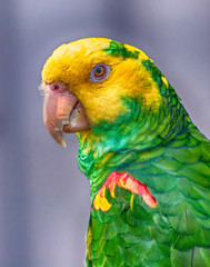 Green and Yellow Parrot in Upstate NY